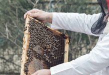 Καταστροφικό το 2023 για την μελισσοκομία, ανάγκη οικονομικής στήριξης του κλάδου