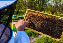 Μειωμένη κατά 70% η παραγωγή μελιού στην Κεντρική Μακεδονία λόγω βροχοπτώσεων