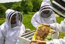 Κορινθία: Δήλωση Κατεχόμενων Κυψελών για το έτος 2023-2024