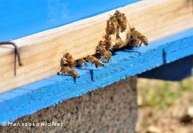 Εγγραφή στο Μελισσοκομικό Μητρώο