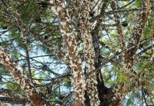 Marchalina hellenica – Πευκόμελο: Ένας αόρατος πλούτος των πευκοδασών