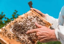 Προτάσεις για την ανασυγκρότηση των Δασικών Μελισσοκομικών πόρων και της Μελισσοκομίας στην Βόρεια Εύβοια