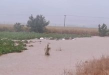 Ενημέρωση από ΥπΑΑΤ περιμένουν οι μελισσοκόμοι, αυτά είναι τα αιτήματά τους