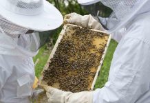 Μελισσοκόμοι: Καταδικασμένη μία περιοχή χωρίς μελισσοκομία