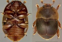 Παρέμβαση Π2-55.2: το πρόγραμμα για το Μικρό Σκαθάρι της Κυψέλης