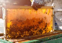 Προδημοσίευση της 1ης Πρόσκλησης – Προστασία των μελισσοσμηνών και ενίσχυση της βιοποικιλότητας