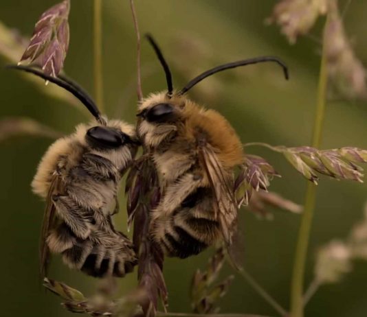 Ντοκιμαντέρ: Παιδιά του Ήλιου – Άγριες Μέλισσες