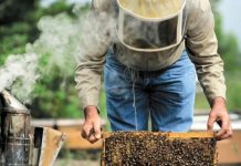 Λάρισα: Tαχύρρυθμη εκπαίδευση για επαγγελματίες μελισσοκόμους (22-24/07/24)