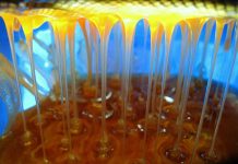 Κερδίζει έδαφος η Βιολογική Μελισσοκομία – Τα μέτρα στήριξης από το ΥΠΑΑΤ