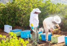 SOS εκπέμπουν οι μελισσοκόμοι στη Ζάκυνθο-Η ξηρασία απειλεί το μέλι