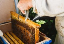 Κρήτη: Τρομακτική μείωση στην παραγωγή του μελιού – “Χανόμαστε” λένε οι μελισσοκόμοι