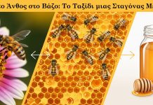 Από το Άνθος στο Βάζο: Το Ταξίδι μιας Σταγόνας Μελιού