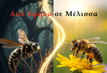 Από Σφήκα σε Μέλισσα: Η Εξέλιξη που Άλλαξε τον Κόσμο