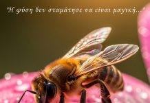 Αυτό Το Φυσικό Φαινόμενο Θα Σας Κάνει Να Δείτε Τις Μέλισσες Με Άλλα Μάτια