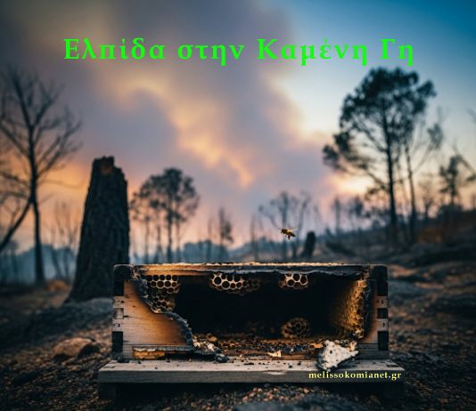 Όταν Καίγεται το Δάσος, Σιωπούν οι Κυψέλες