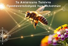 Το Απίστευτο Ταλέντο Προσανατολισμού των Μελισσών – GPS με φτερά