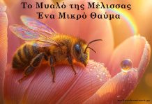 Ο Εγκέφαλος της Μέλισσας – Ένα Μικρό Θαύμα