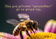 Γιατί οι Μέλισσες Βουίζουν; Η Επιστήμη πίσω από τον Ήχο τους