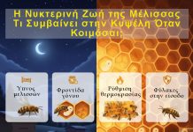 Η Νυκτερινή Ζωή της Μέλισσας: Μύθος ή Πραγματικότητα;
