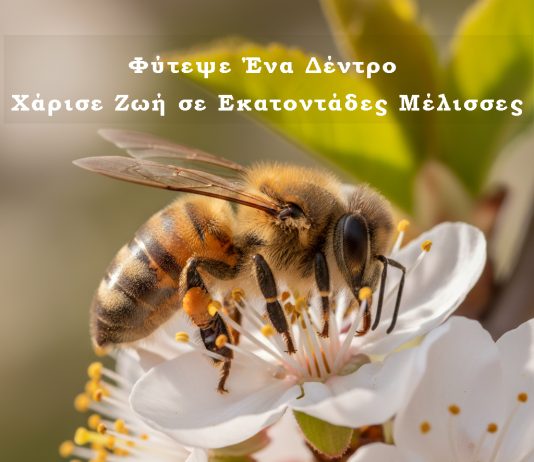 Φύτεψε Ένα Δέντρο – Χάρισε Ζωή σε Εκατοντάδες Μέλισσες