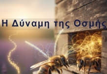 Η Δύναμη της Οσμής: Πώς Αναγνωρίζονται οι Μέλισσες Μεταξύ τους