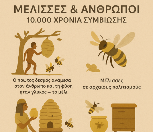 Μέλισσες και Άνθρωποι: Μια Αρχαία Σχέση που Διαμορφώνει Κοινωνίες