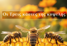 Οι Τρεις κάστες της κυψέλης: Βασίλισσα, Εργάτριες και Κηφήνες