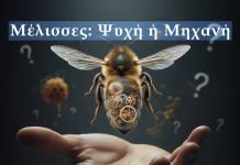Ανθρωπόμορφες συμπεριφορές στις μέλισσες – Ή απλώς ψευδαίσθηση;