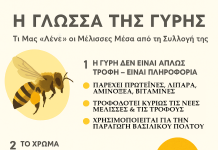 Η Γλώσσα της Γύρης: Τι Μας “Λένε” οι Μέλισσες Μέσα από τη Συλλογή της