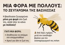 Γιατί η βασίλισσα ζευγαρώνει μόνο μια φορά – Αλλά με πολλούς;
