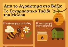 Από το Αγρόκτημα στο Βάζο: Το Συναρπαστικό Ταξίδι του Μελιού