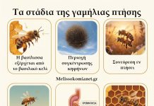 Ερωτική Ζωή της Βασίλισσας Μέλισσας