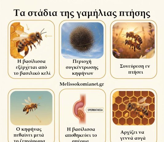 Ερωτική Ζωή της Βασίλισσας Μέλισσας