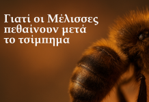 Γιατί οι Μέλισσες πεθαίνουν μετά το τσίμπημα;