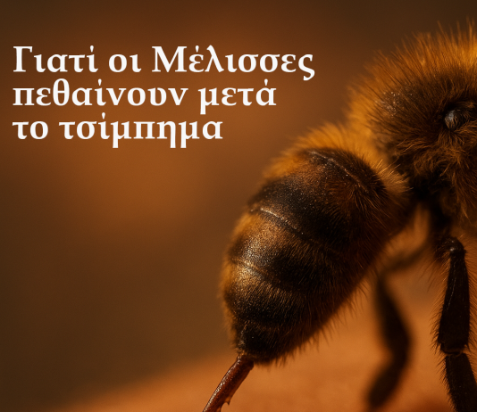 Γιατί οι Μέλισσες πεθαίνουν μετά το τσίμπημα;