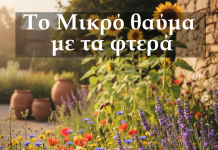 Γιατί οι Μέλισσες είναι Εξαιρετικοί Γονιμοποιητές