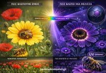 Οι Μέλισσες Βλέπουν Χρώματα που Εμείς δεν Μπορούμε! Ο Κρυφός Κόσμος του Υπεριώδους