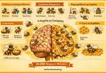 Πώς η Κυψέλη Λειτουργεί σαν Εγκέφαλος με 50.000 Νευρώνες