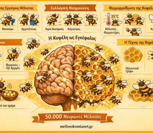 Πώς η Κυψέλη Λειτουργεί σαν Εγκέφαλος με 50.000 Νευρώνες