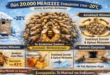 Πώς 20.000 Μέλισσες επιβιώνουν στους -20°C χωρίς κεντρική θέρμανση