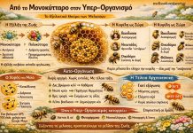 Από το Μονοκύτταρο στο Υπερ-οργανισμό: Το Εξελικτικό Θαύμα των Μελισσών