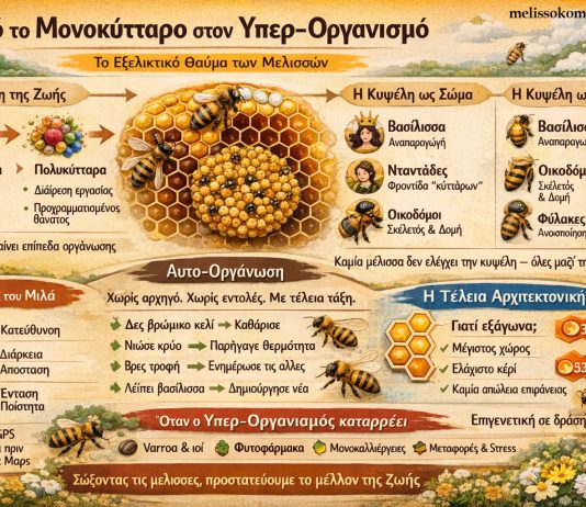 Από το Μονοκύτταρο στο Υπερ-οργανισμό: Το Εξελικτικό Θαύμα των Μελισσών