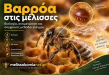 Βαρρόα στις μέλισσες: Βιολογία, αντιμετώπιση και σύγχρονες μέθοδοι ελέγχου