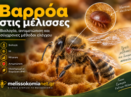 Βαρρόα στις μέλισσες: Βιολογία, αντιμετώπιση και σύγχρονες μέθοδοι ελέγχου