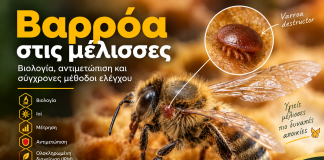 Βαρρόα στις μέλισσες: Βιολογία, αντιμετώπιση και σύγχρονες μέθοδοι ελέγχου