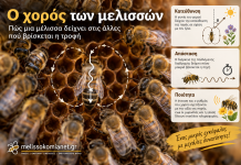 Ο χορός των μελισσών: Πώς μια μέλισσα δείχνει στις άλλες πού βρίσκεται η τροφή