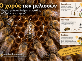 Ο χορός των μελισσών: Πώς μια μέλισσα δείχνει στις άλλες πού βρίσκεται η τροφή