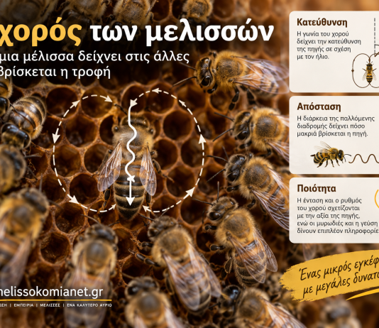 Ο χορός των μελισσών: Πώς μια μέλισσα δείχνει στις άλλες πού βρίσκεται η τροφή