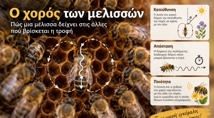 Ο χορός των μελισσών: Πώς μια μέλισσα δείχνει στις άλλες πού βρίσκεται η τροφή