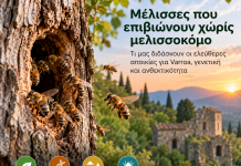 Μέλισσες που επιβιώνουν χωρίς μελισσοκόμο: Τι μας διδάσκουν οι ελεύθερες αποικίες